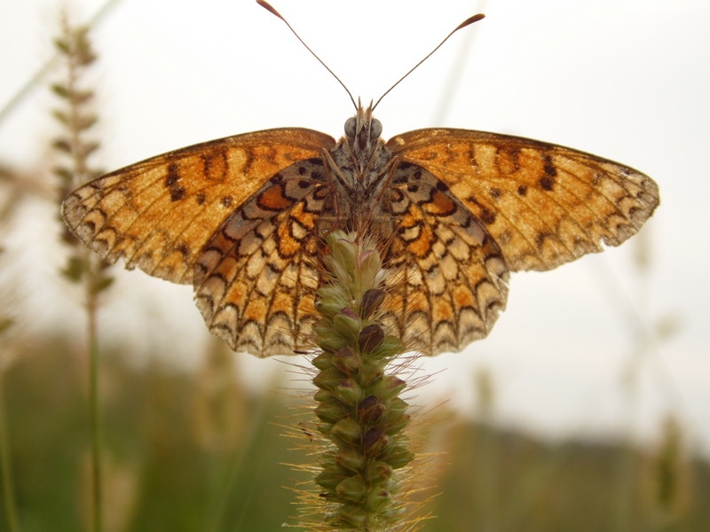 Lepidotteri del Parco del Roccolo da ID